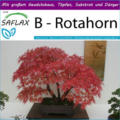SAFLAX Big Garden - B - Rotahorn - Acer - 20 Samen