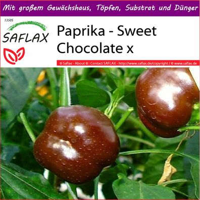SAFLAX Big Garden - Paprika - Sweet Chocolate x - Capsicum - 10 Samen