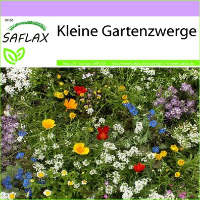 SAFLAX - Kleine Gartenzwerge - 18 - 1000 Samen