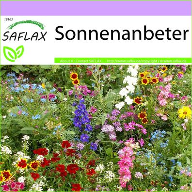 SAFLAX - Sonnenanbeter - 17 - 1000 Samen