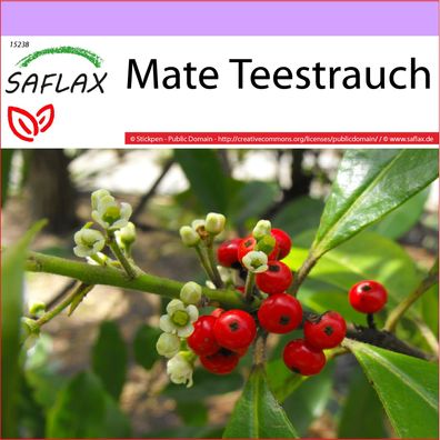 SAFLAX - Mate Teestrauch - Ilex - 10 Samen
