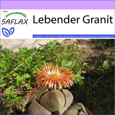 SAFLAX - Lebender Granit - Pleiospilos - 40 Samen