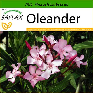 SAFLAX - Oleander - Nerium - 50 Samen