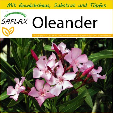 SAFLAX Anzucht Set - Oleander - Nerium - 50 Samen