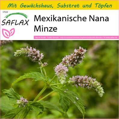 SAFLAX Anzucht Set - Mexikanische Nana Minze - Mentha - 500 Samen