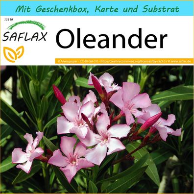 SAFLAX Geschenk Set - Oleander - Nerium - 50 Samen