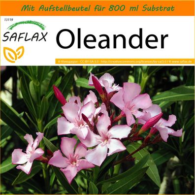 SAFLAX Garden in the Bag - Oleander - Nerium - 50 Samen