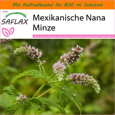 SAFLAX Garden in the Bag - Mexikanische Nana Minze - Mentha - 500 Samen