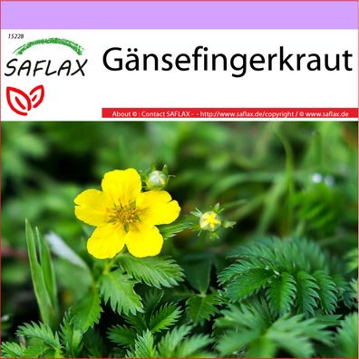 SAFLAX - Gänsefingerkraut - Potentilla - 20 Samen