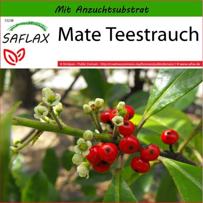 SAFLAX - Mate Teestrauch - Ilex - 10 Samen