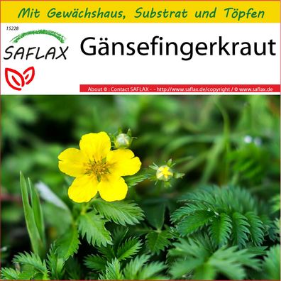 SAFLAX Anzucht Set - Gänsefingerkraut - Potentilla - 20 Samen