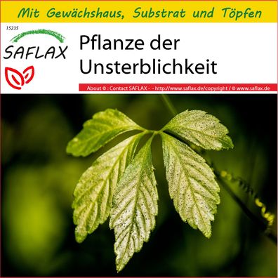 SAFLAX Anzucht Set - Pflanze der Unsterblichkeit - Gynostemma - 30 Samen