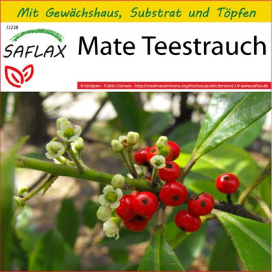 SAFLAX Anzucht Set - Mate Teestrauch - Ilex - 10 Samen
