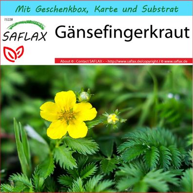 SAFLAX Geschenk Set - Gänsefingerkraut - Potentilla - 20 Samen