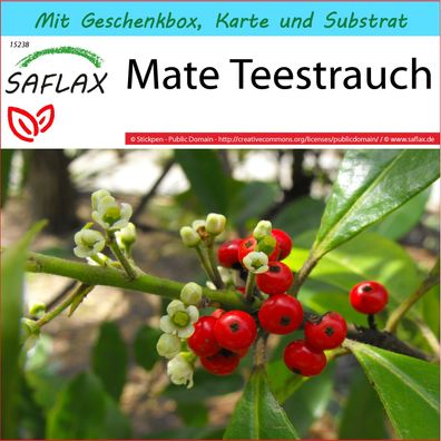 SAFLAX Geschenk Set - Mate Teestrauch - Ilex - 10 Samen