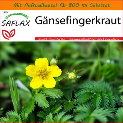 SAFLAX Garden in the Bag - Gänsefingerkraut - Potentilla - 20 Samen