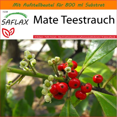 SAFLAX Garden in the Bag - Mate Teestrauch - Ilex - 10 Samen