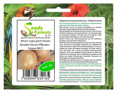20x Allium cepa giant Riesen Zwiebel Garten Pflanzen - Samen B621