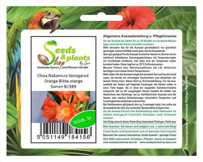 1x Clivia Nakamura Variegated orange Blumen Pflanzen - Samen B1989