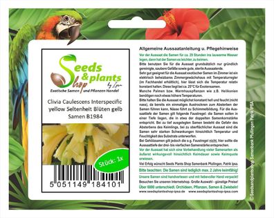 1x Clivia Caulescens Interspecific yellow Blumen Pflanzen - Saat B1984