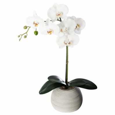 Orchidee REAL TOUCH CIM H.53 - Atmosphera