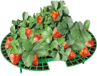 Erdbeer-Reifer, Ø 40 cm, 5 Stück, WENKO