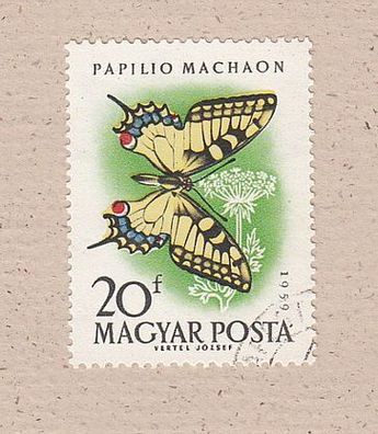 Motiv Schmetterling Schwalbenschwanz Papilio machaon- gestempelt