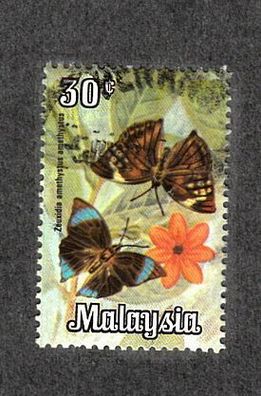 Motiv - Schmetterling - Zeuxidia amethystus - gestempelt