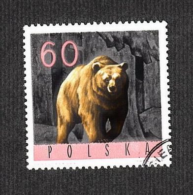 Motiv - Polen Braunbär (Ursus arctos) - 4 o