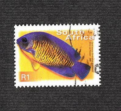 Motiv - Centropyge bispinosus - gestreifter - Zwergkaiserfisch - Südafrika - o