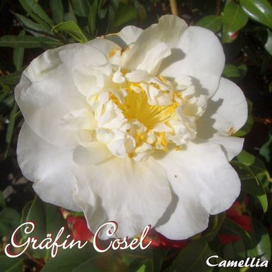 Kamelie "Gräfin Cosel" - Camellia - 4 bis 5-jährige Pflanze (247)