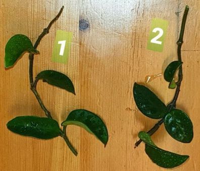 Hoya carnosa "Krinkle 8" - frische Stecklinge 3 Blattachsen
