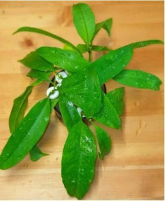 Hoya multiflora Penang Island - 1 Frischer Steckling - Special SALE