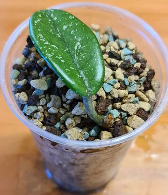 Hoya carnosa "WILBUR GRAVES" - Q: 2B Jungpflanze mit einfacher Zeichnung