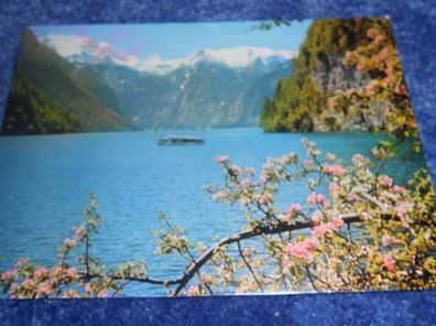 4496 / Ansichtskarte - Königssee vom Malerwinkel im Frühling