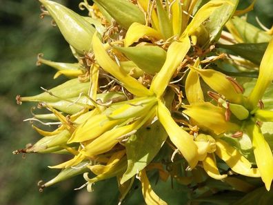 500 Samen von Gentiana lutea, Gelber Enzian, Heilpflanze
