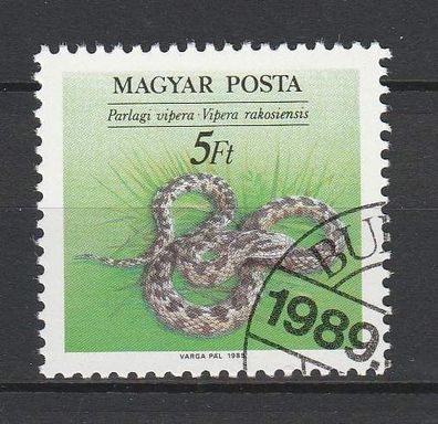 Ungarische Wiesenotter (Vipera rakosiensis) - Ungarn o