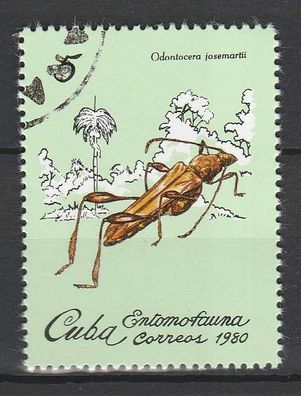 Käfer - Kuba - Insekten - (Odontocera josemartii) - o