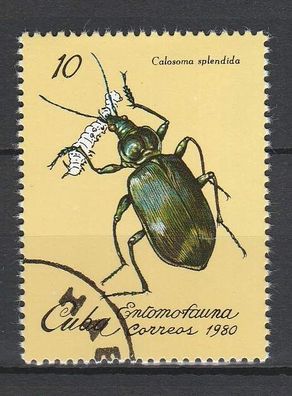 Käfer - Kuba - Insekten - (Calosoma splendida) - o