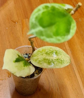 Hoya incrassata Albomarginata - Jungpflanze - Rarität