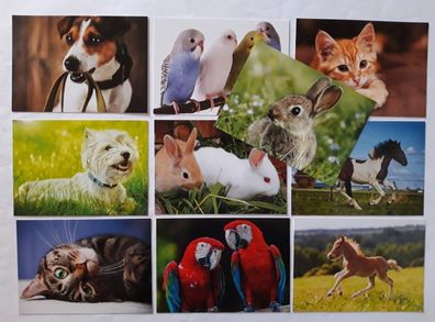 Ansichtskarten Tiere 10er, Postkarten Tier Hund Katze Pferd Hase Papagei Grußkarte
