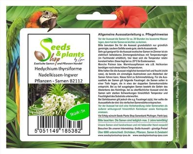 5x Hedychium thyrsiforme Nadelkissen-Ingwer Pflanzen - Samen B2112