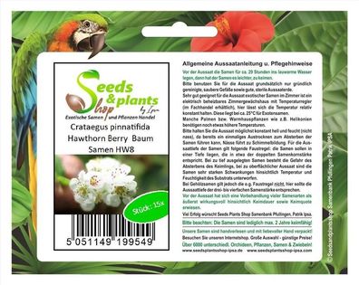 15x Crataegus pinnatifida Hawthorn Berry Baum Samen HW8