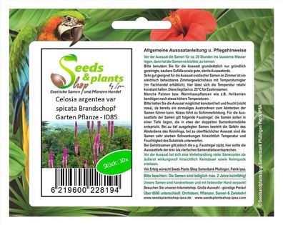 30x Celosia argentea var spicata Brandschopf Garten Pflanze - ID85