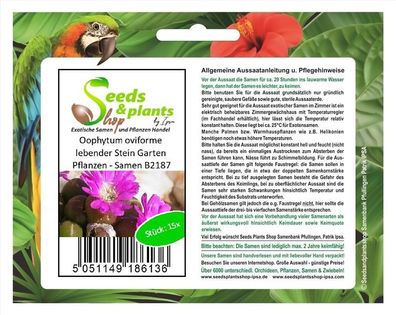 15x Oophytum oviforme lebender Stein Garten Pflanzen - Samen B2187