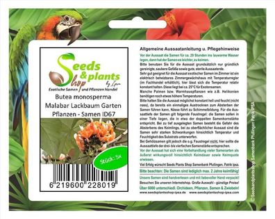 5x Butea monosperma Malabar Lackbaum Garten Pflanzen - Samen ID67