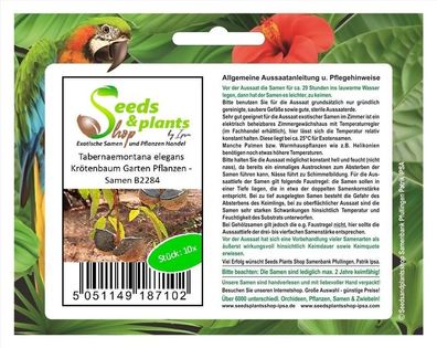 10x Tabernaemontana elegans Krötenbaum Garten Pflanzen - Samen B2284