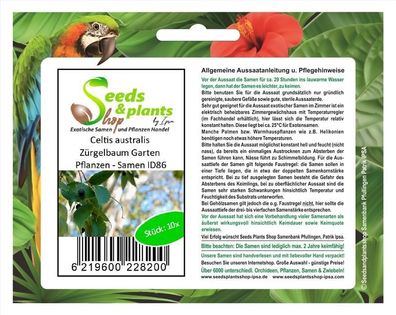 10x Celtis australis Zürgelbaum Garten Pflanzen - Samen ID86