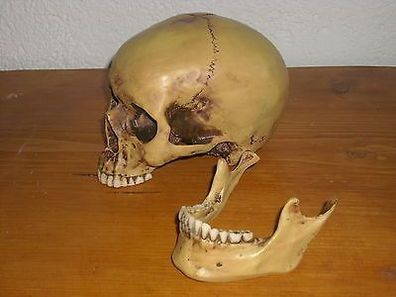 Totenschädel Anatomieschädel anatomischer Totenkopf mit Unterkiefer
