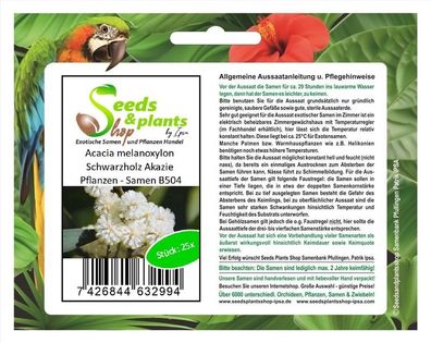 25x Acacia melanoxylon Schwarzholz Akazie Pflanzen - Samen B504